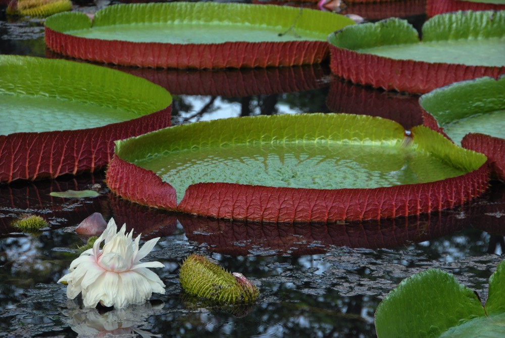 王莲-植物园 (14).jpg