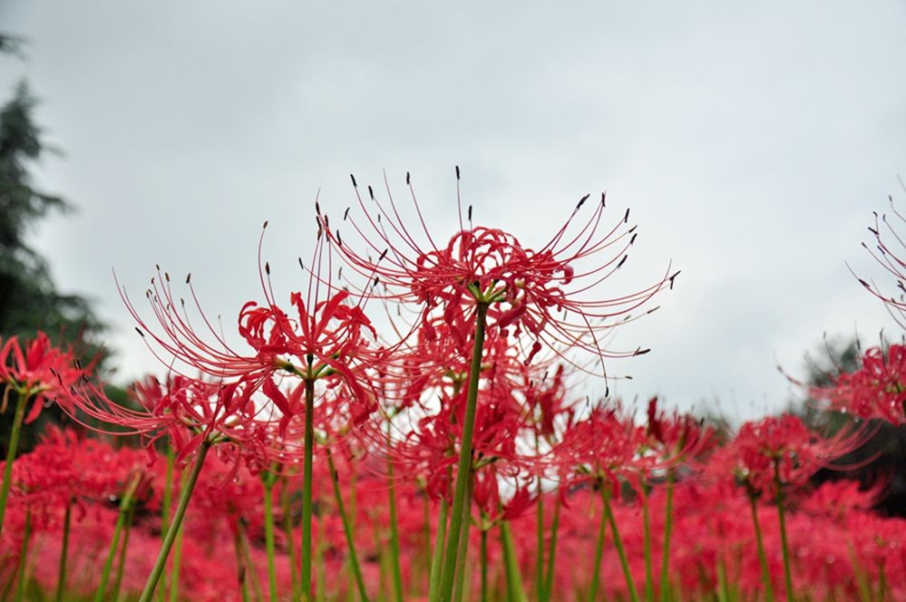 DSC_0423.jpg