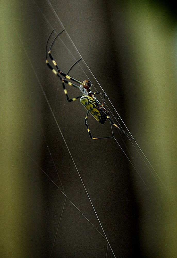 蜘 蛛 (1).jpg
