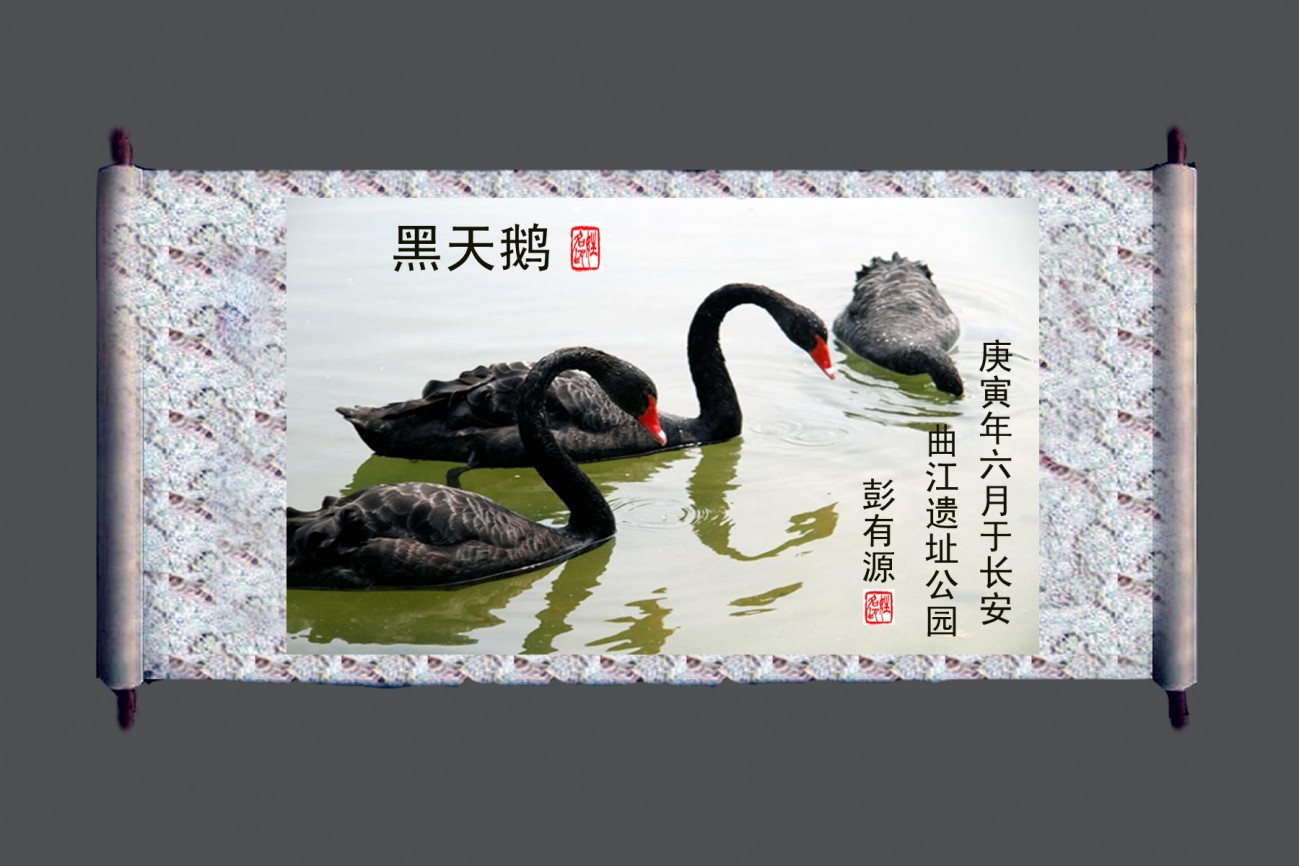仿中国画（黑天鹅）.jpg