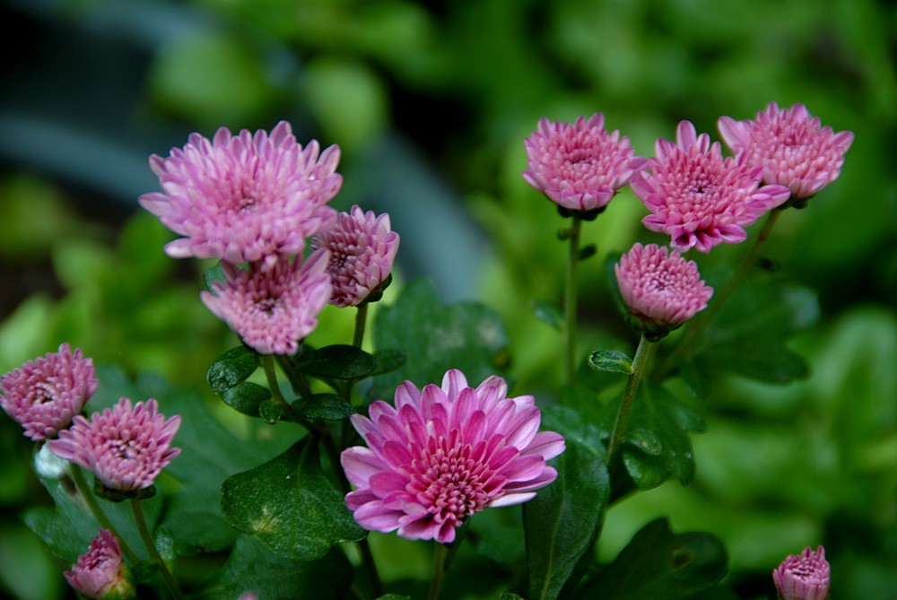 花 卉.jpg