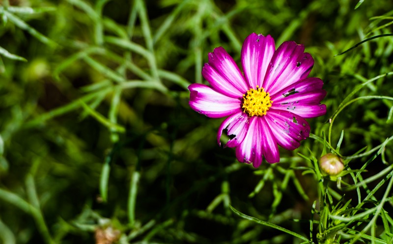 DSC_2574.JPG
