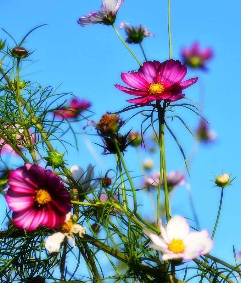 格桑花11.jpg