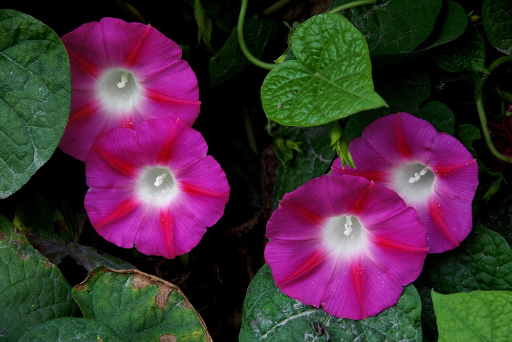 牵牛 花.jpg