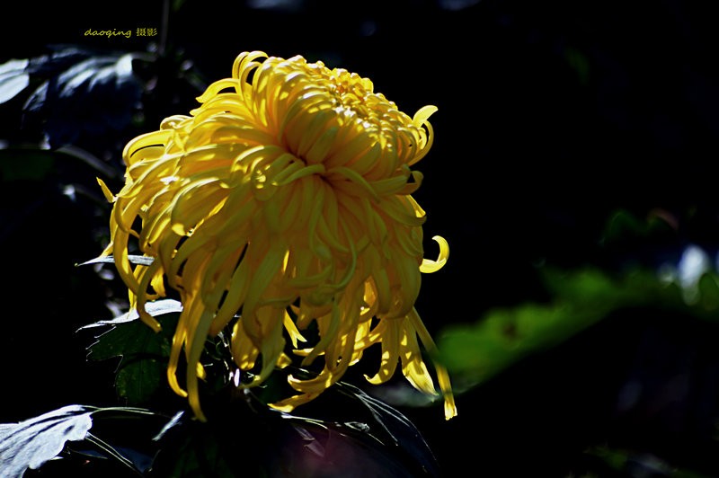 DSC08511_副本vvv.JPG
