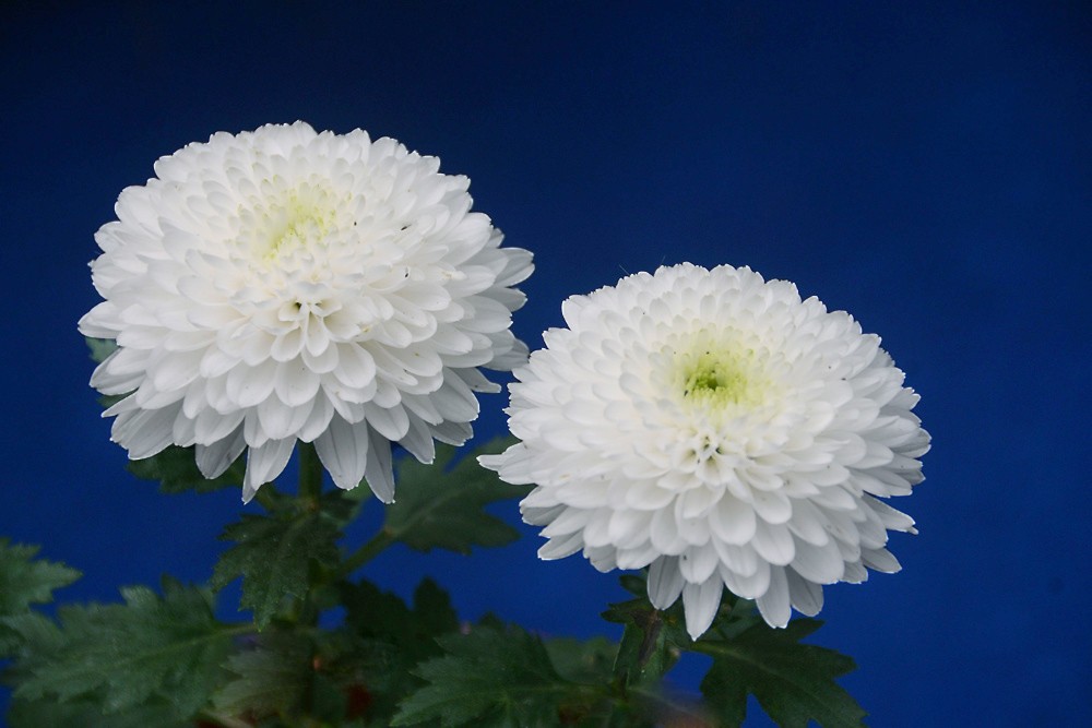 白菊花.jpg