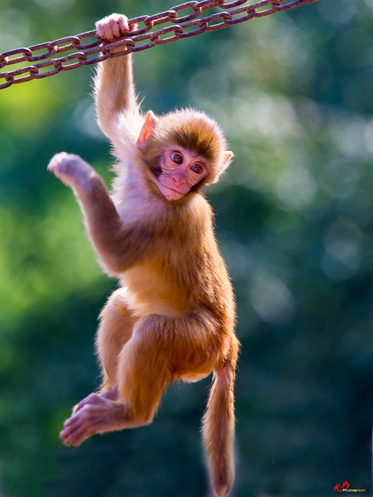 猕猴 (3).jpg