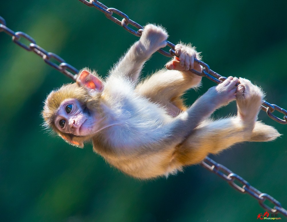 猕猴 (10).jpg