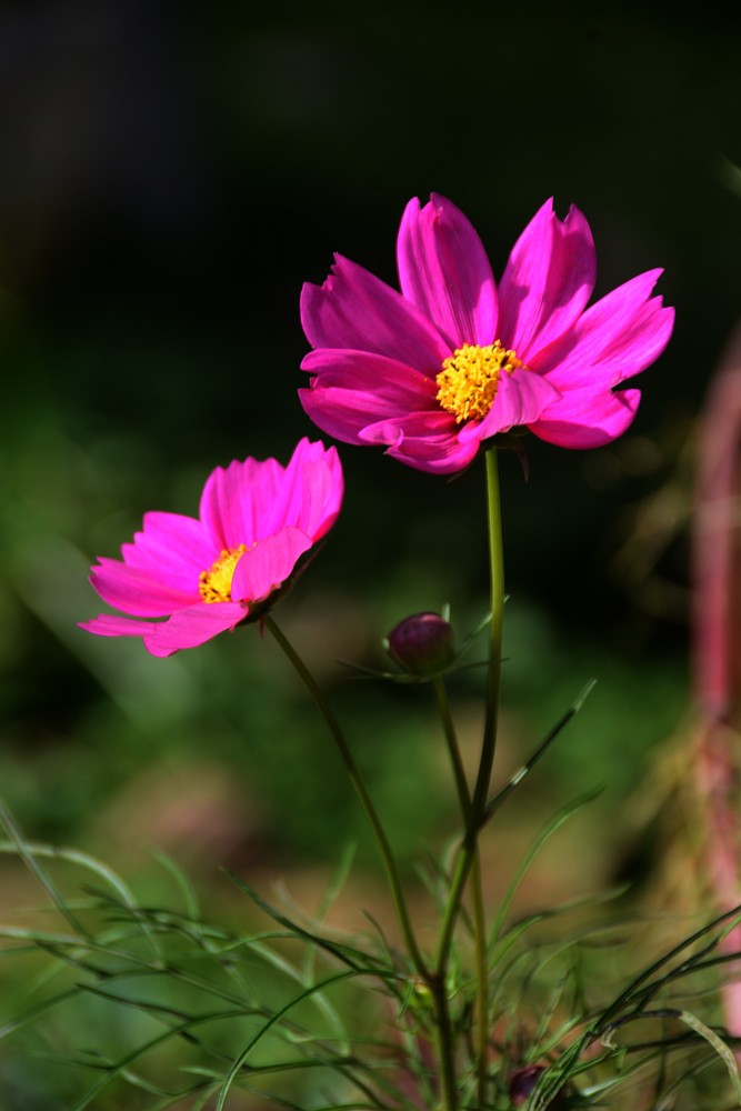 格桑花 (2).jpg