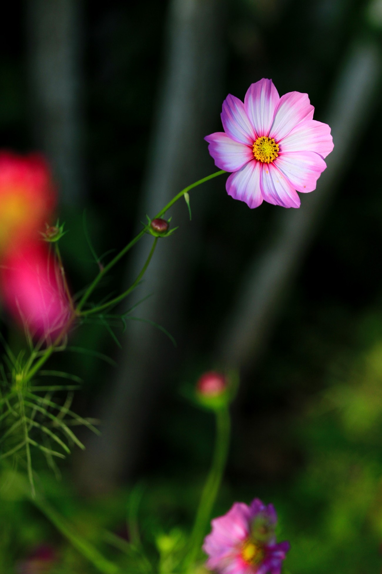 小花-1-1.jpg
