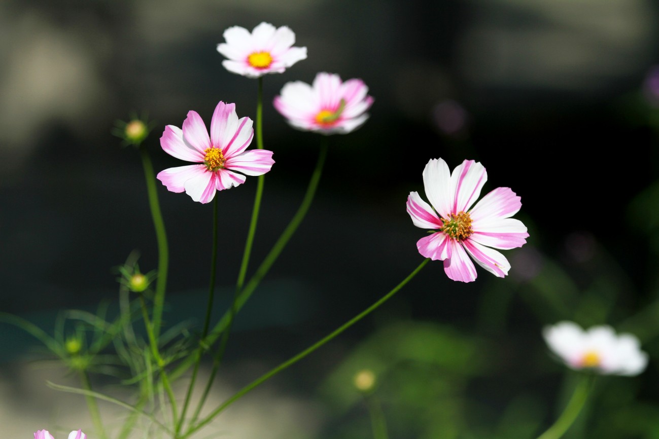 小花-9-1.jpg
