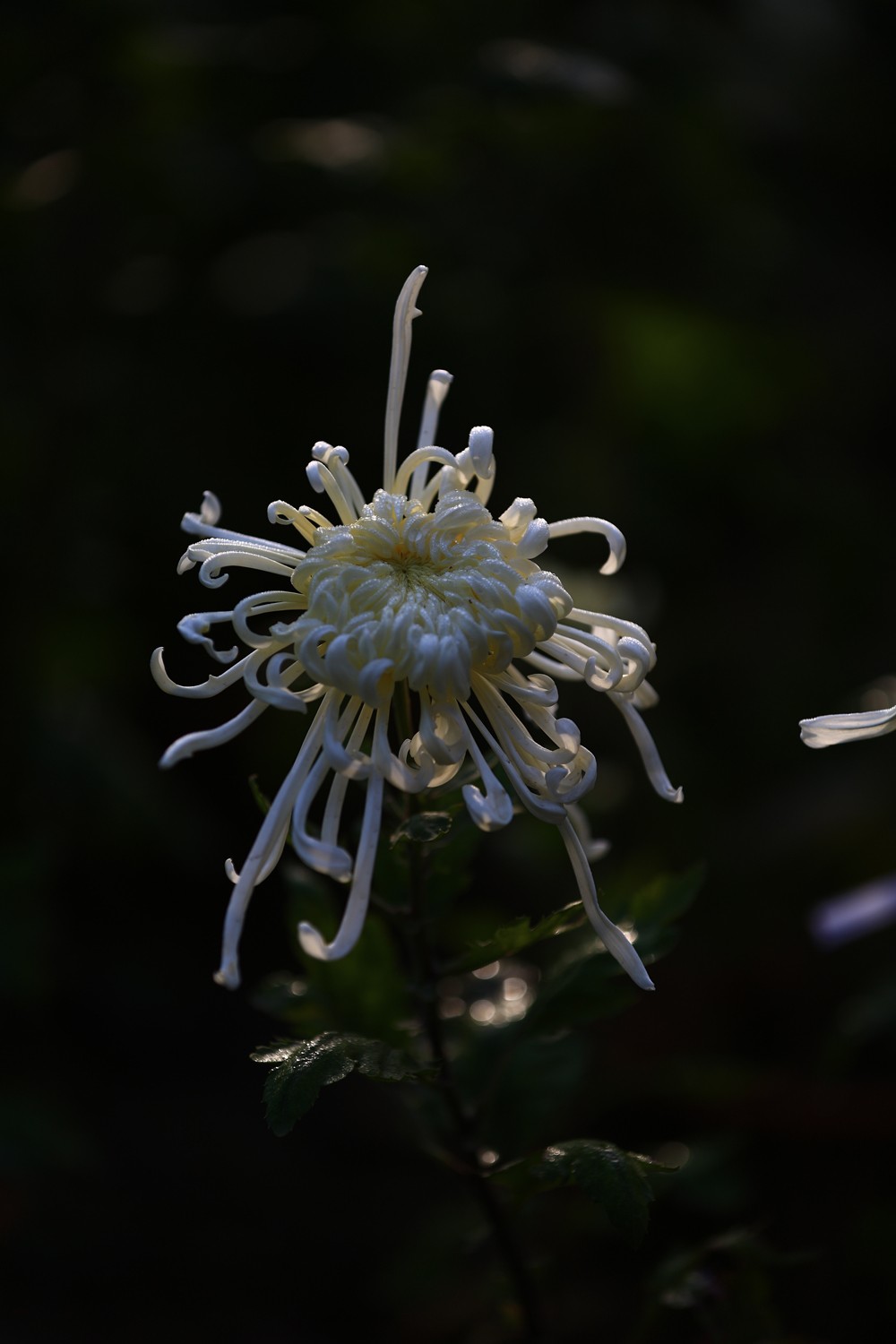 5D3_0445.JPG