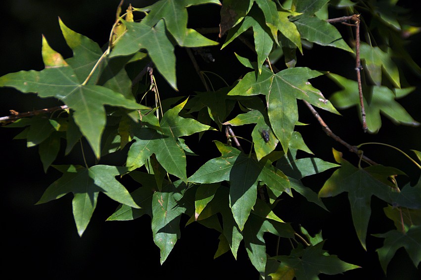 DSC_0092_conew1.jpg