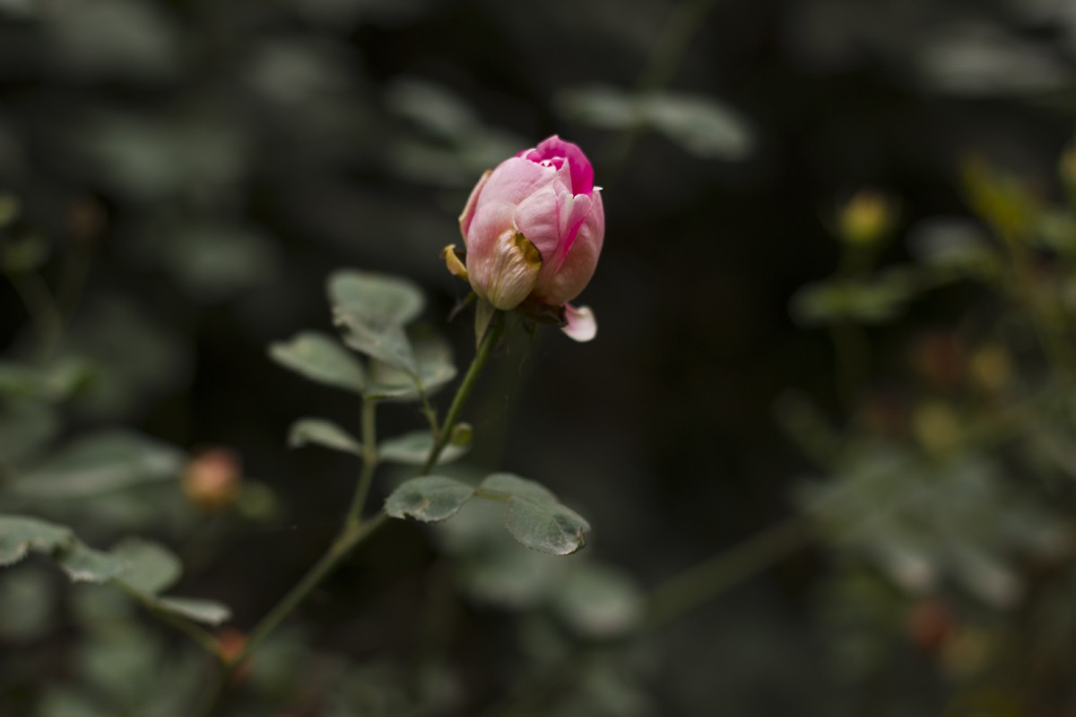 _MG_6365.jpg