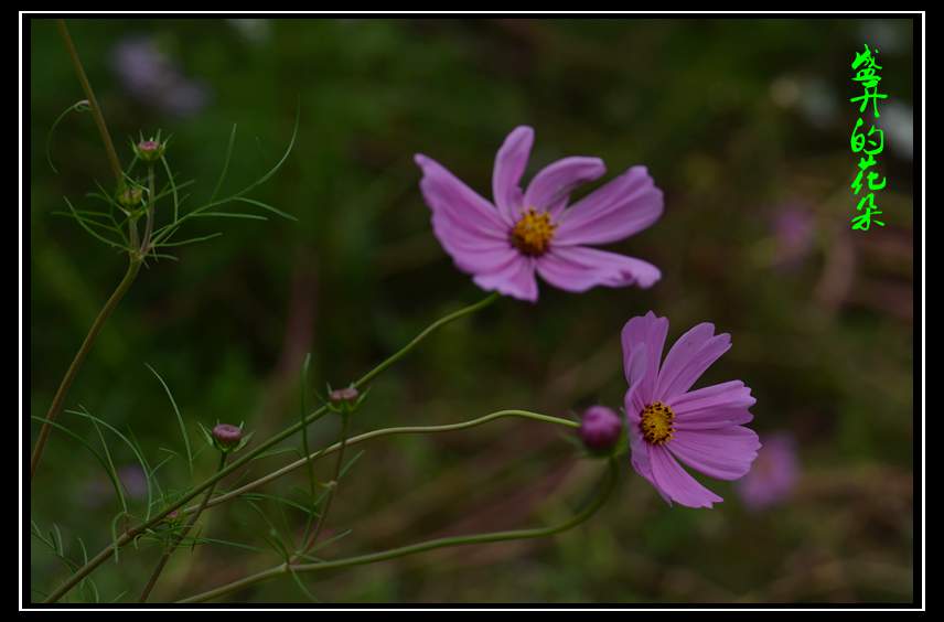 DSC_6122_副本.jpg