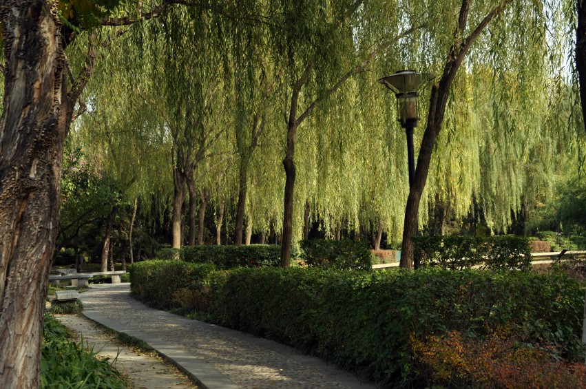 DSC_0040_conew1.jpg