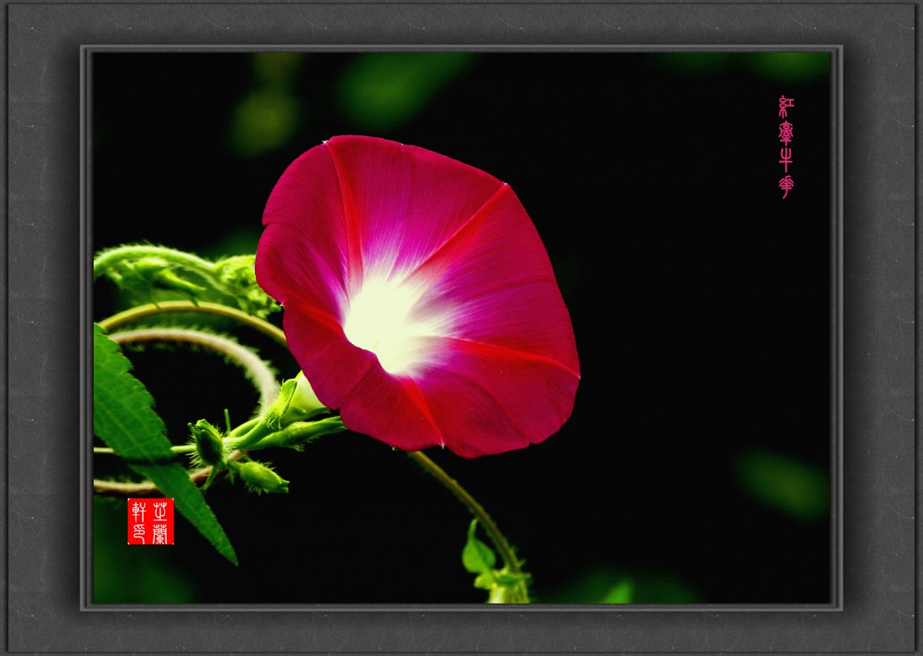 P1050013_副本红牵牛花小_副本.jpg