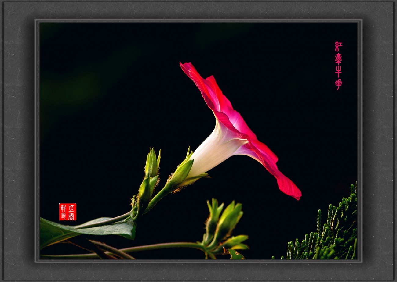 P1050701_副本红牵牛花小_副本.jpg