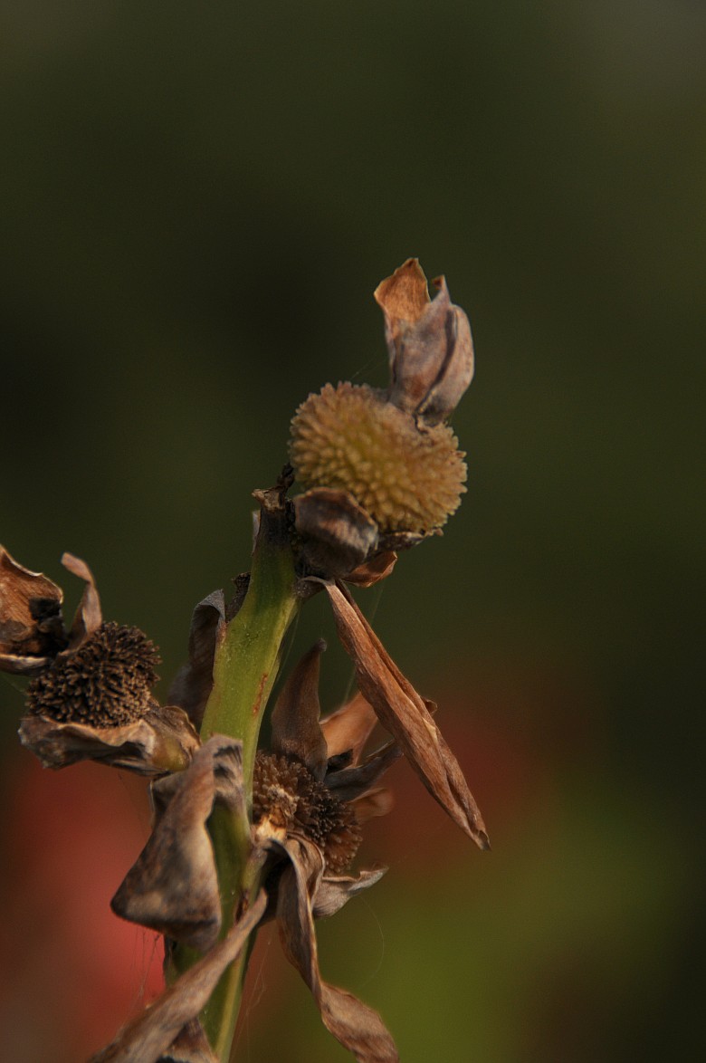 DSC_0002_conew1.jpg