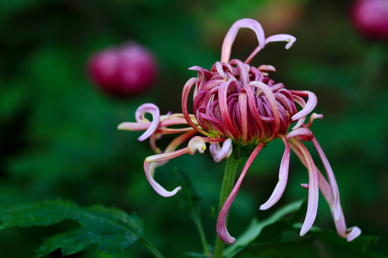 菊花-8-1.jpg