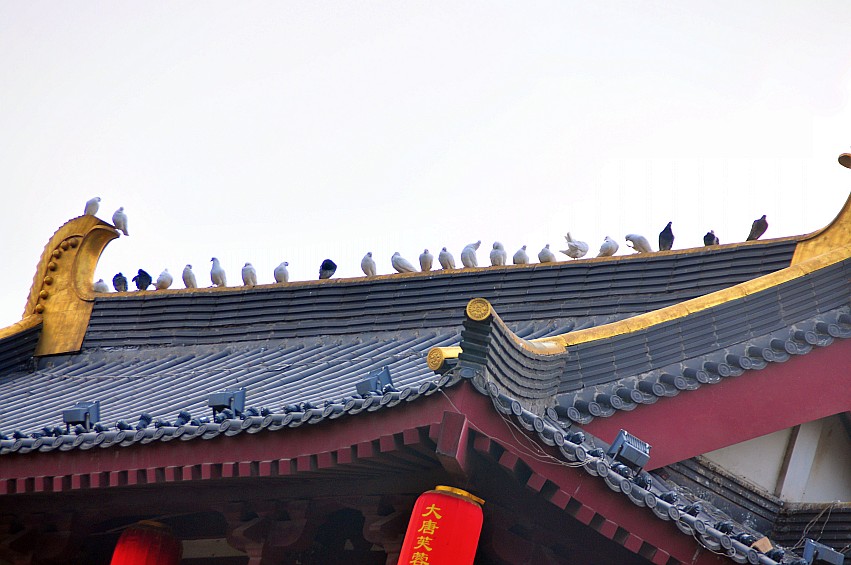 DSC_0114_conew1.jpg