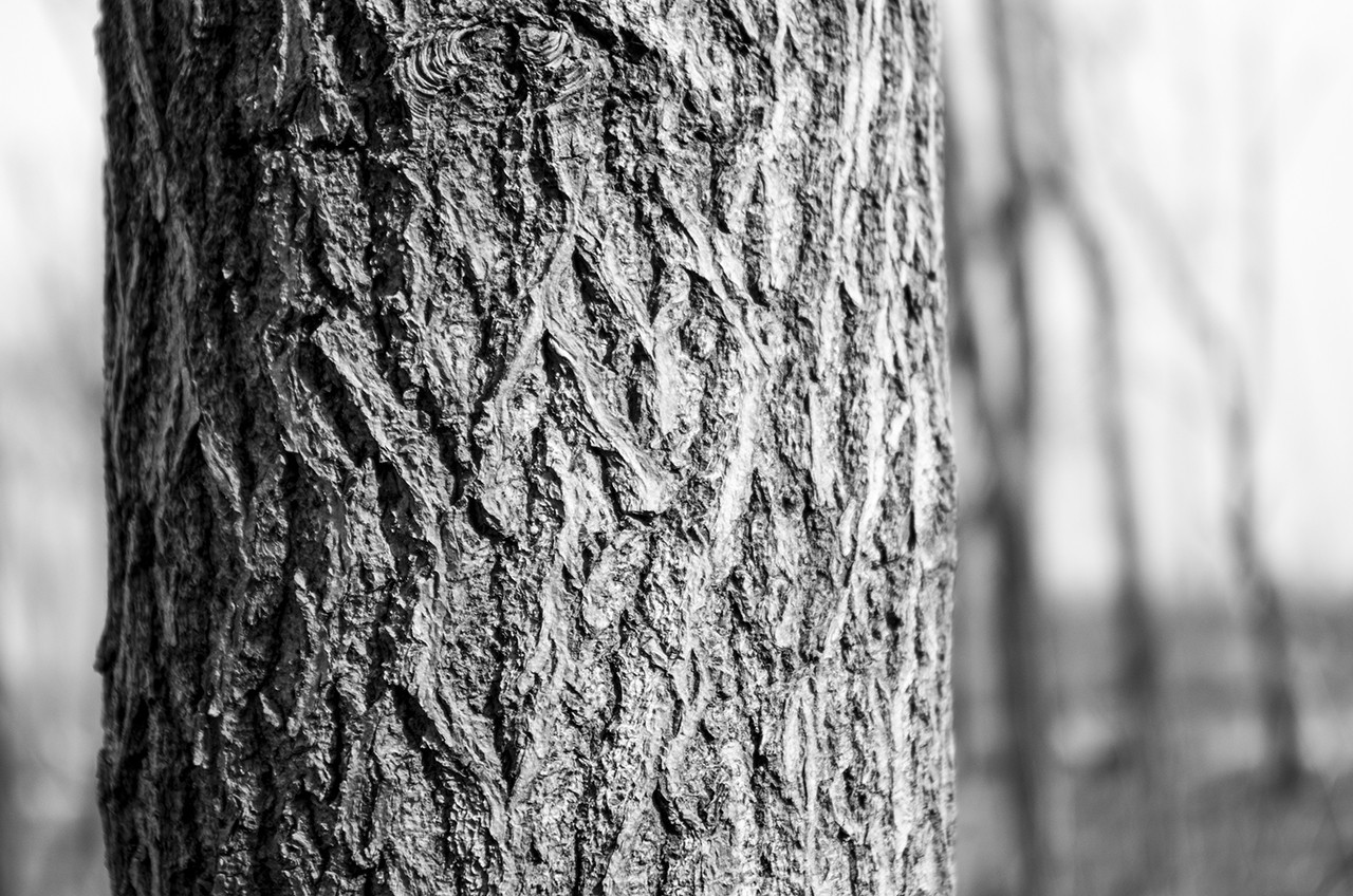 我无法知道你的年轮，也无法走进你的内心。