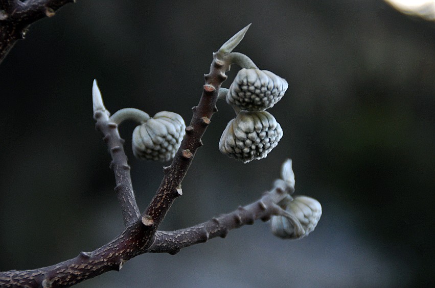 DSC_0261_conew1.jpg