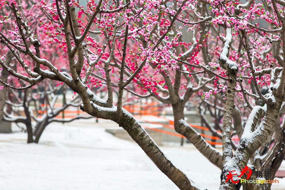 2015年西安第一场雪 (35).jpg