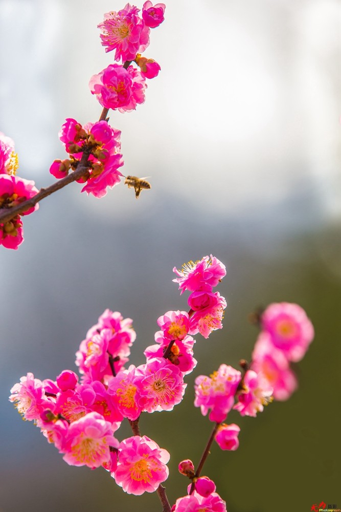 腊梅迎春 (21).jpg