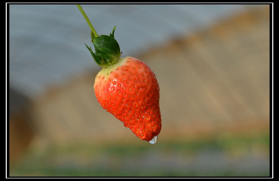 DSC_6484_副本.jpg