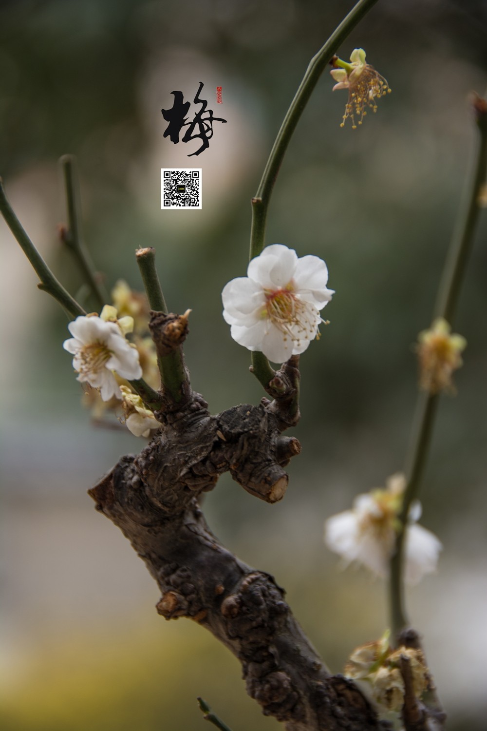 梅 (9).jpg