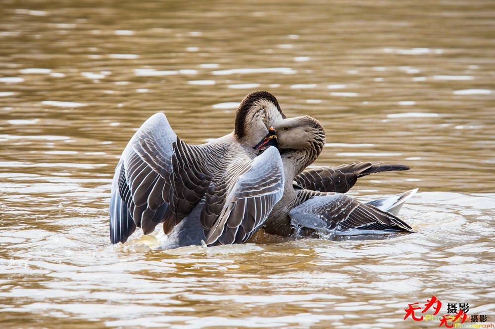 决斗—天鹅争夺配偶权纪实 (2).jpg