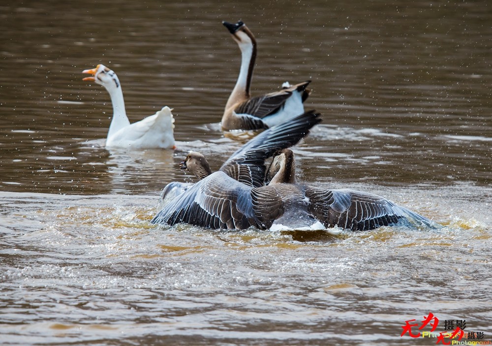 决斗—天鹅争夺配偶权纪实 (19).jpg