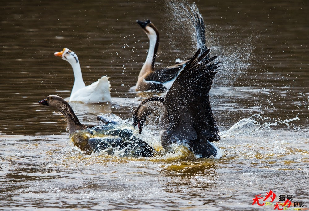 决斗—天鹅争夺配偶权纪实 (20).jpg