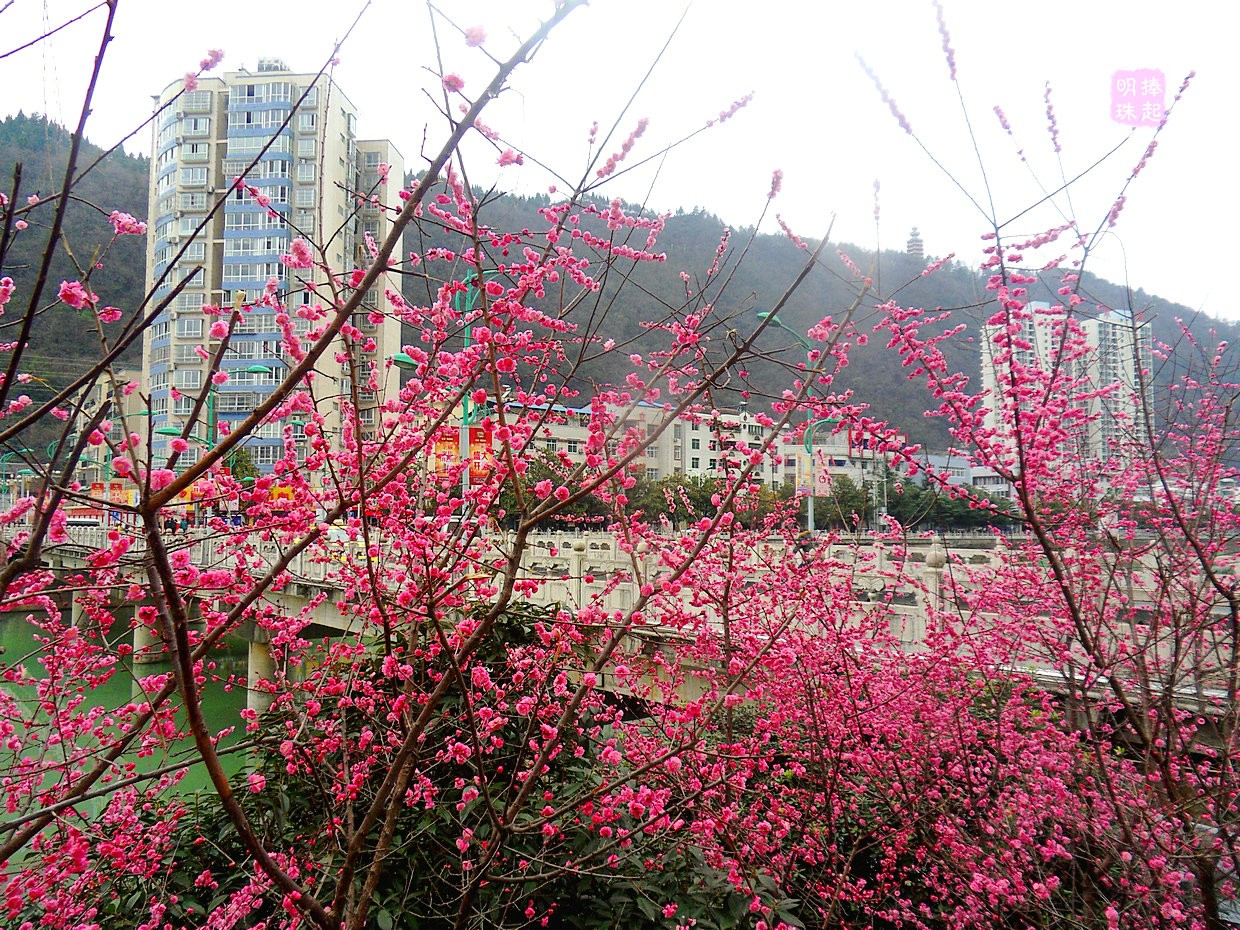 SDC12544.JPG
