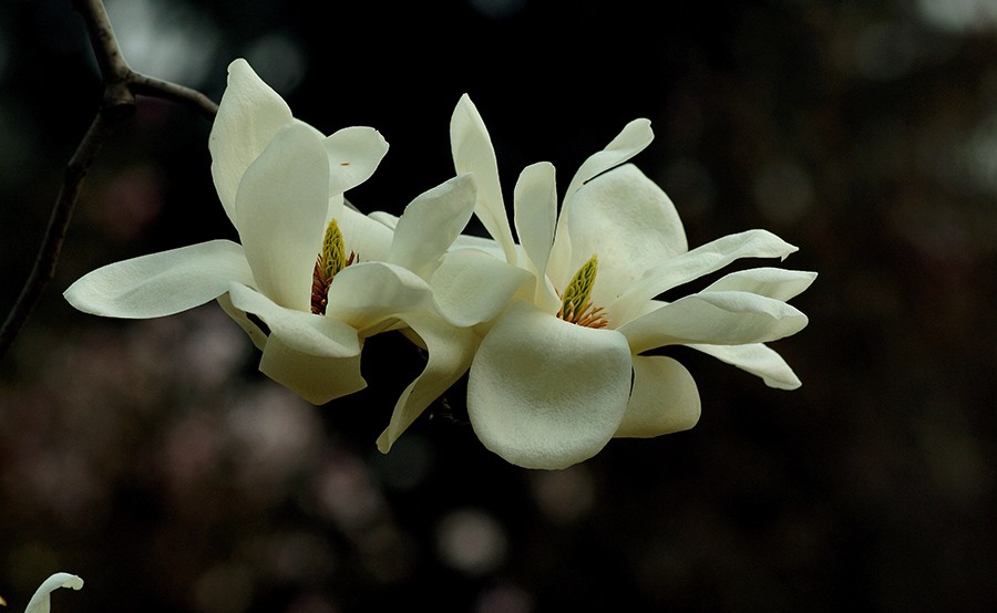 DSC02898_副本1压.jpg