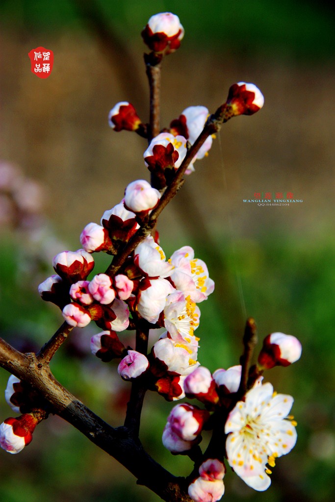 照片 006_副本.jpg