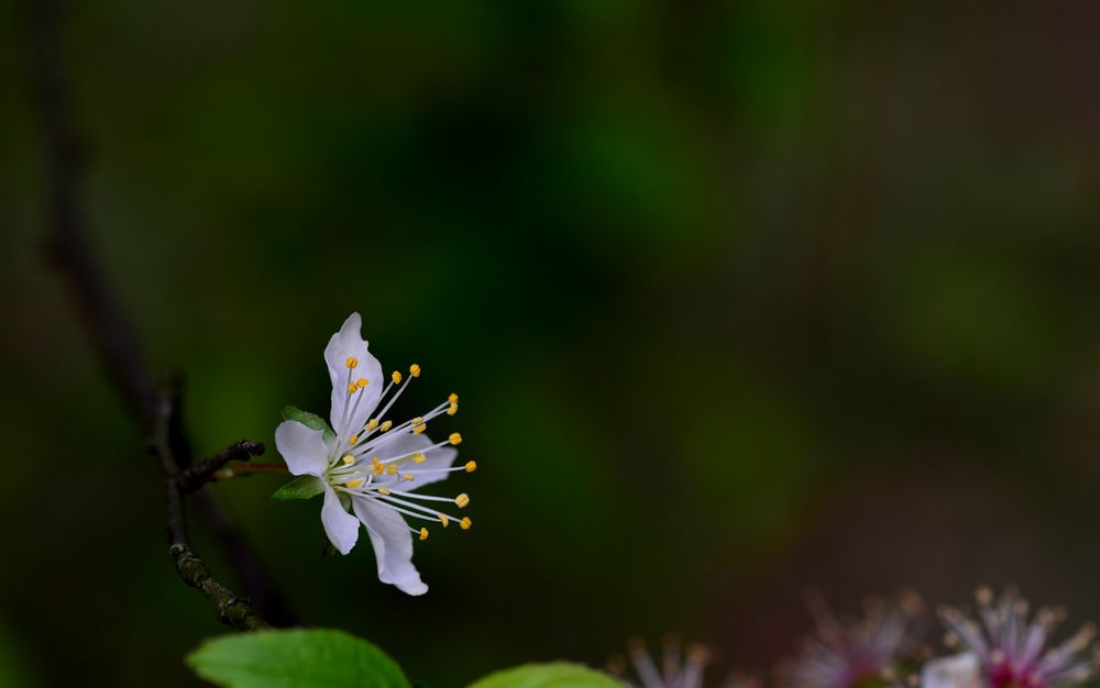 李花