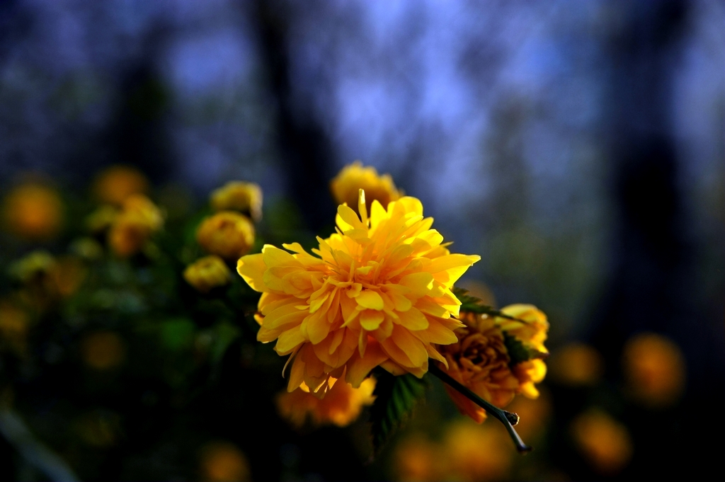 DSC_3798－2.jpg