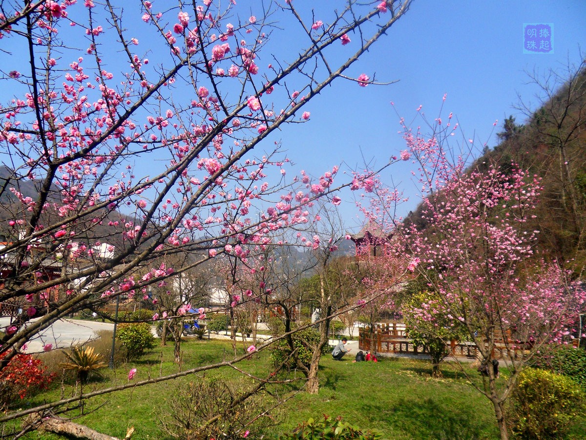 SDC12971_副本.JPG
