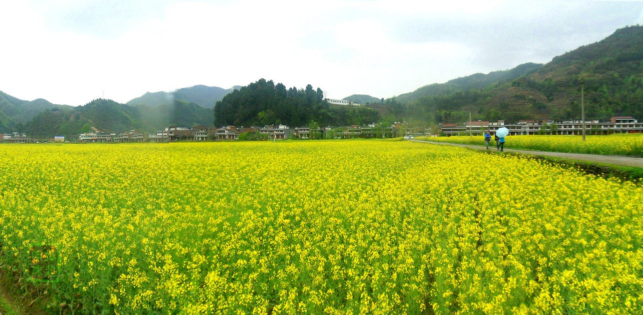 SDC14158_副本_副本_副本.JPG