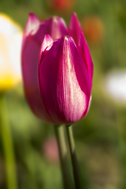 DSC04200-2.jpg