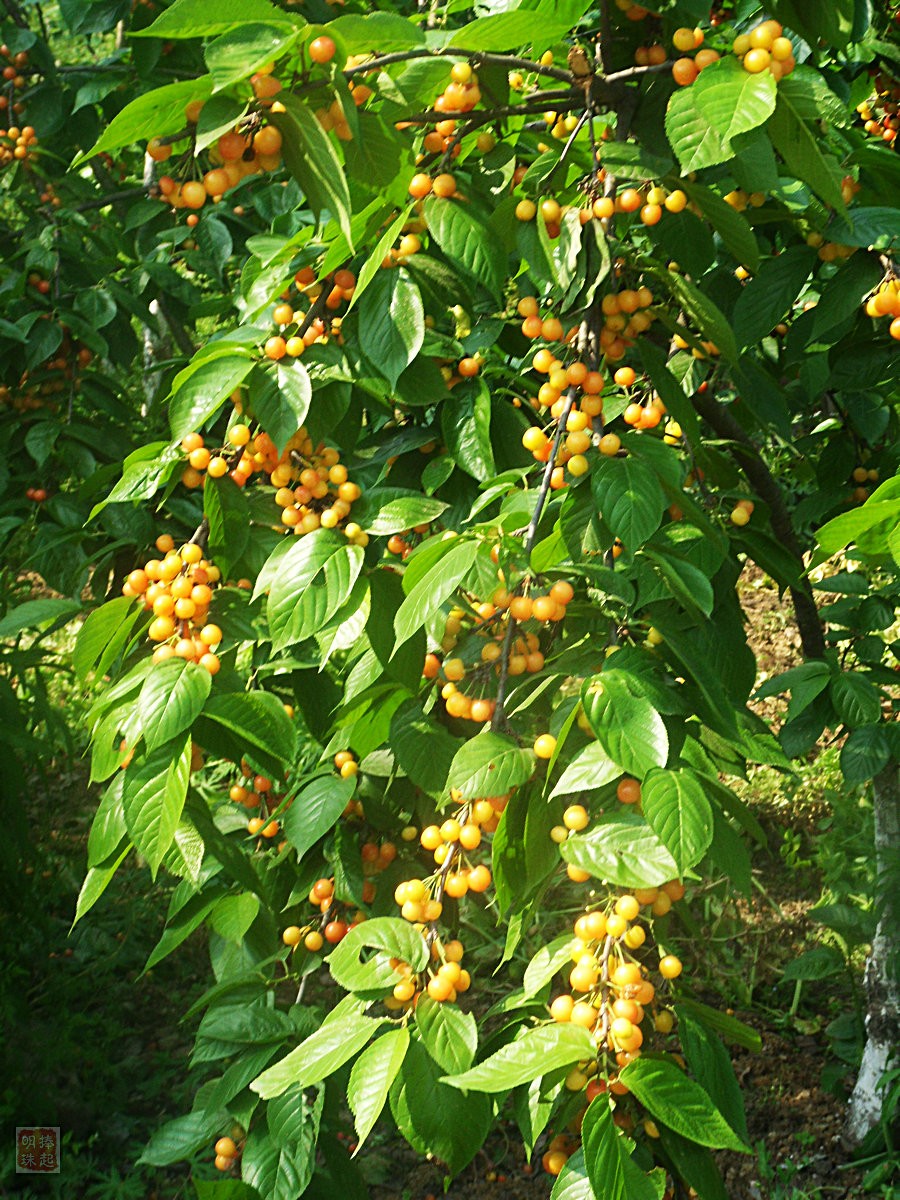 SDC15271.JPG