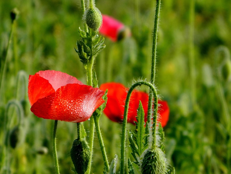 虞美人花 (3).jpg