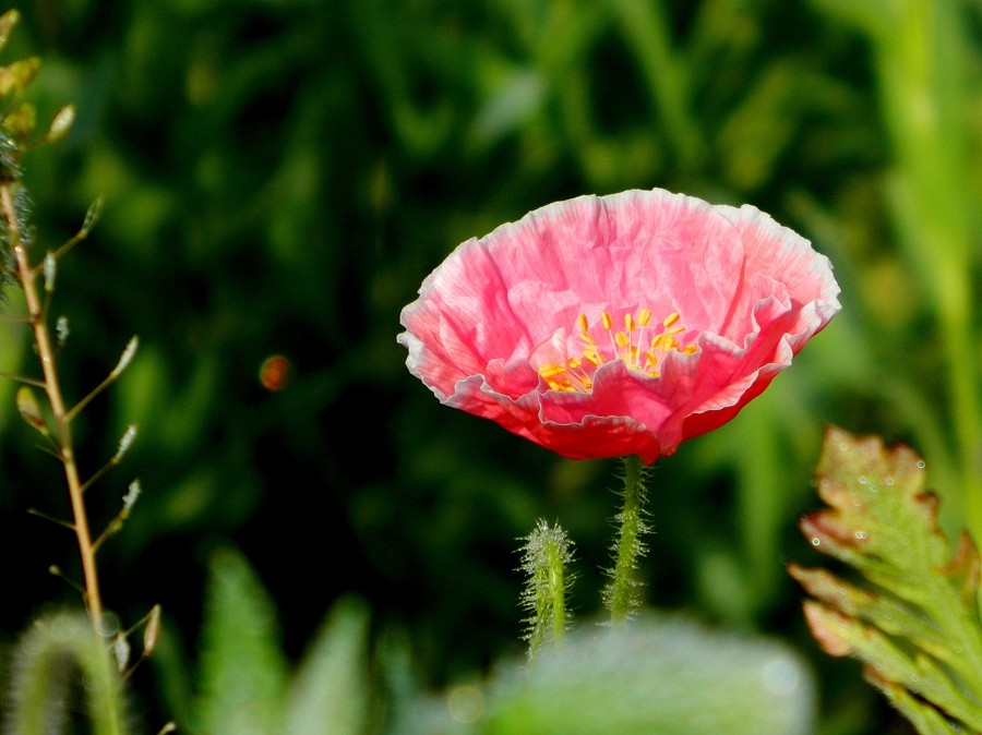 虞美人花 (6).jpg