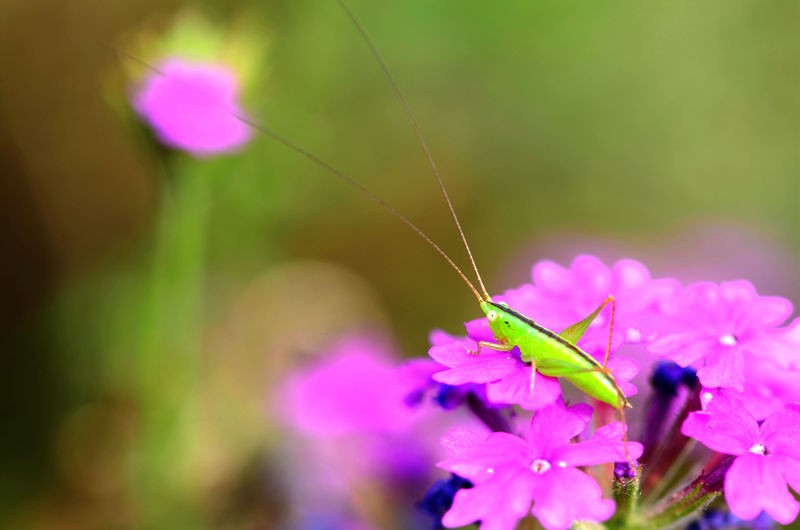 绿色小精灵--螽斯