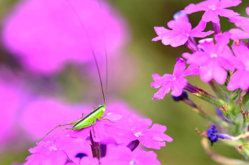 绿色小精灵--螽斯