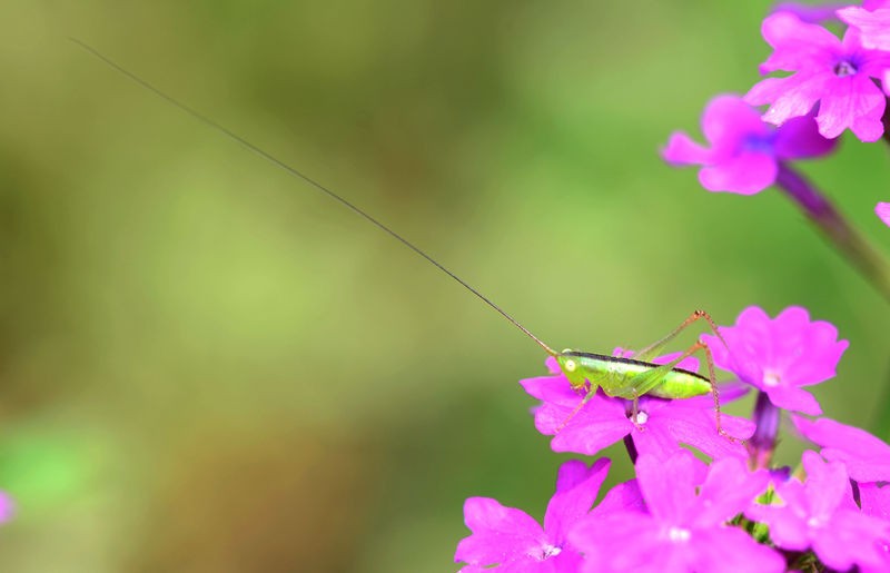 绿色小精灵--螽斯