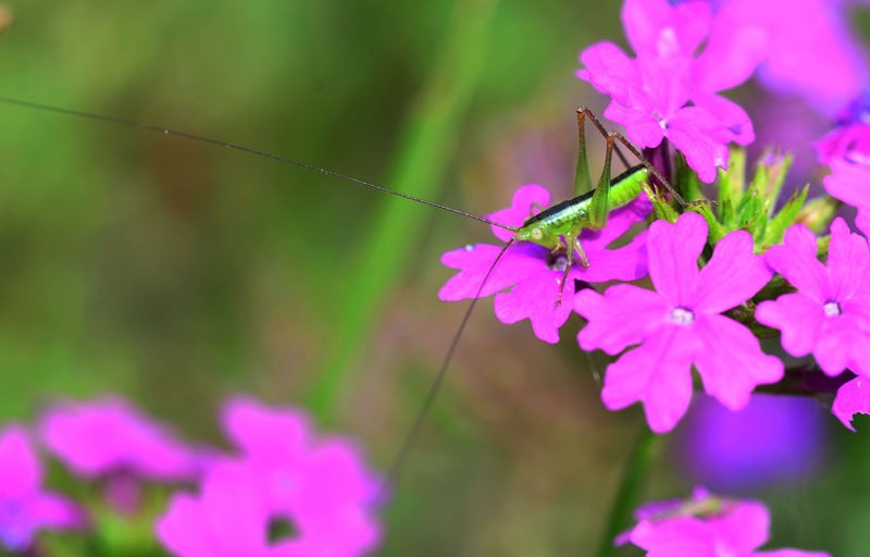 绿色小精灵--螽斯