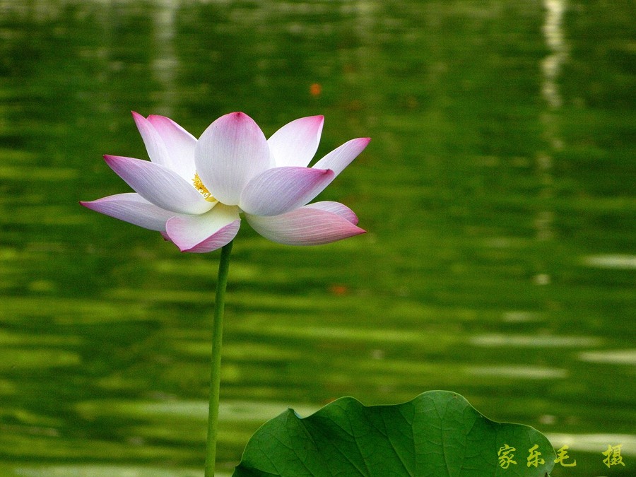 丰庆公园荷花美 (17).jpg